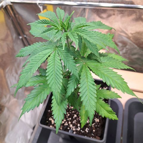 Bruce Banner growlog timeline photo