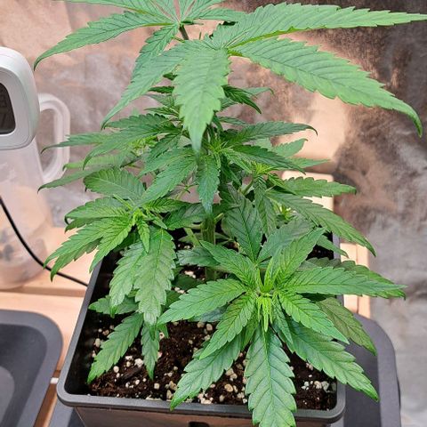 Jack Herer growlog timeline photo