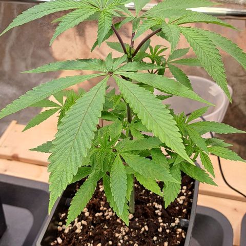Gelato Kush growlog timeline photo