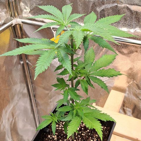 Bruce Banner growlog timeline photo