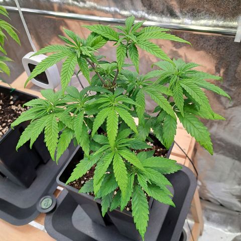 Jack Herer growlog timeline photo