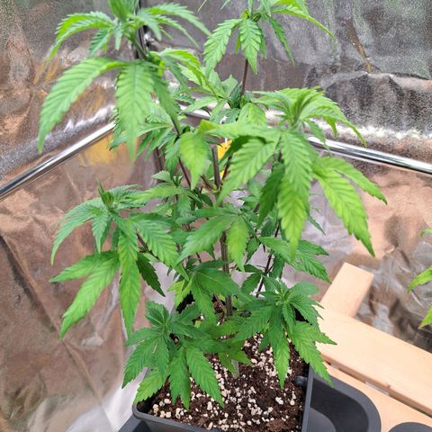 Bruce Banner growlog timeline photo