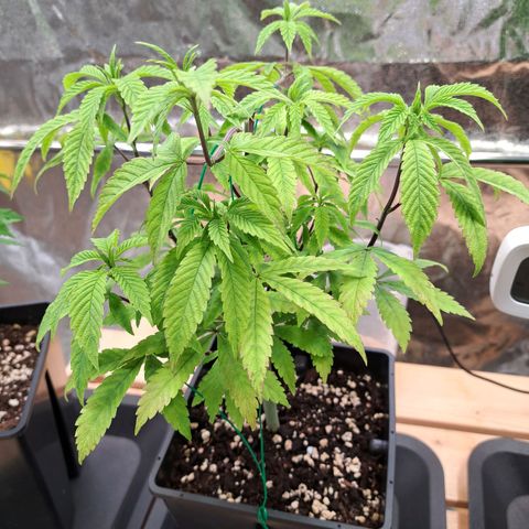 Gelato Kush growlog timeline photo