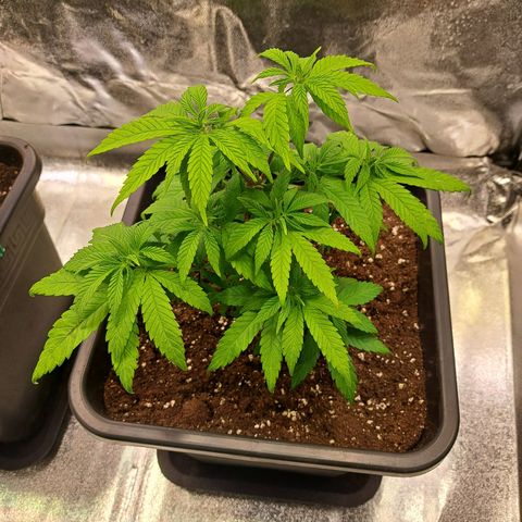 Jack Herer growlog timeline photo