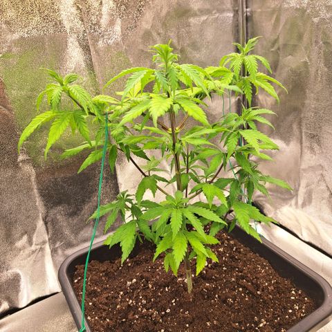 Bruce Banner growlog timeline photo