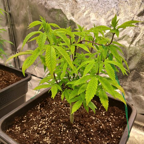 Gelato Kush growlog timeline photo