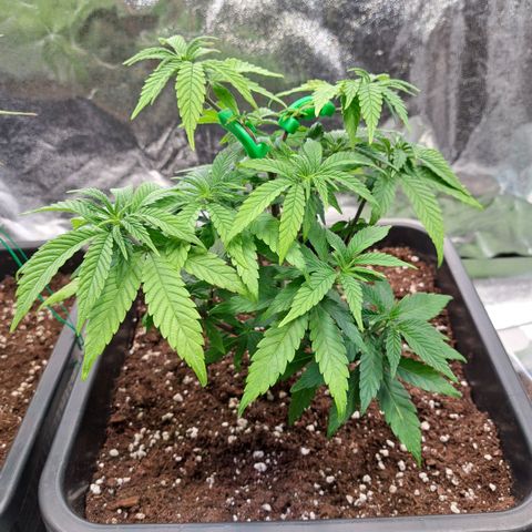 Jack Herer growlog timeline photo