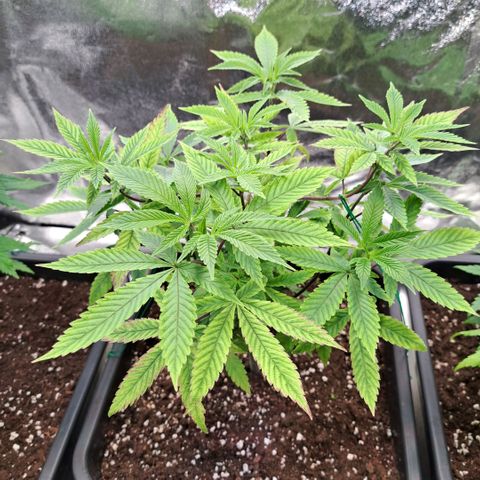 Gelato Kush growlog timeline photo