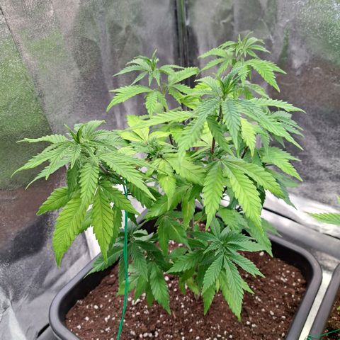 Bruce Banner growlog timeline photo