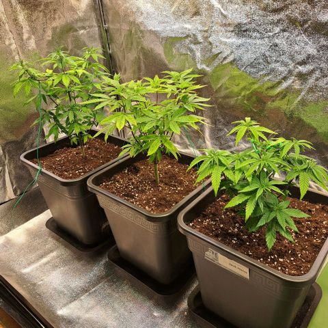Bruce Banner growlog timeline photo