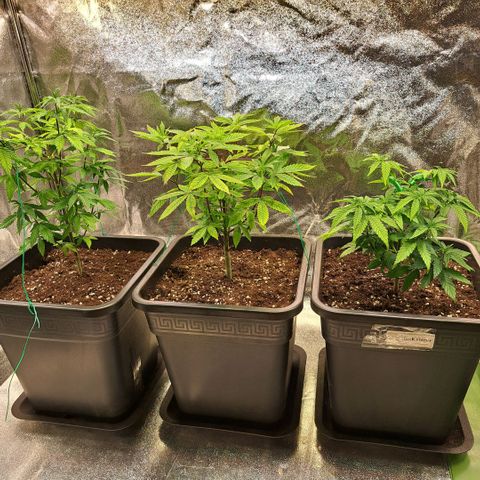 Bruce Banner growlog timeline photo