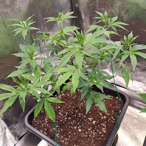 Bruce Banner growlog timeline photo