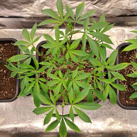 Gelato Kush growlog timeline photo