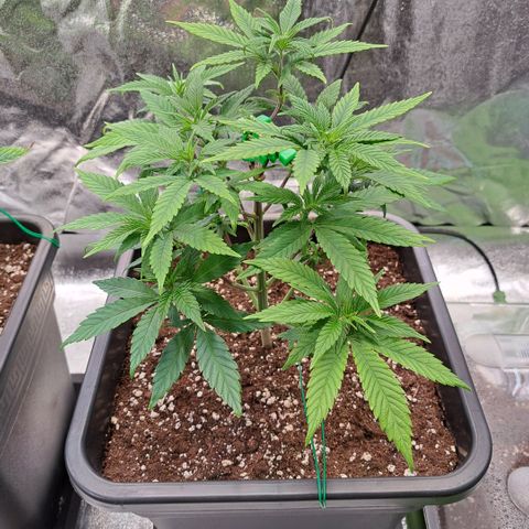 Jack Herer growlog timeline photo