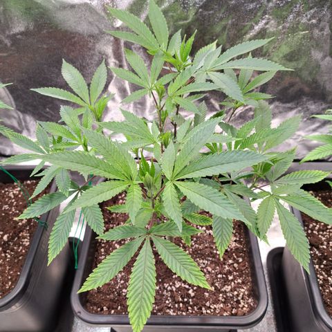 Gelato Kush growlog timeline photo