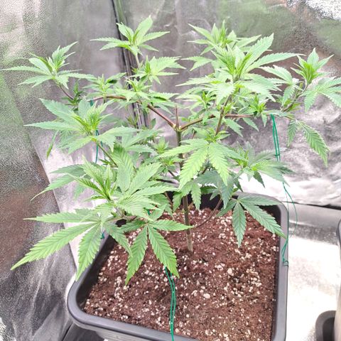 Bruce Banner growlog timeline photo