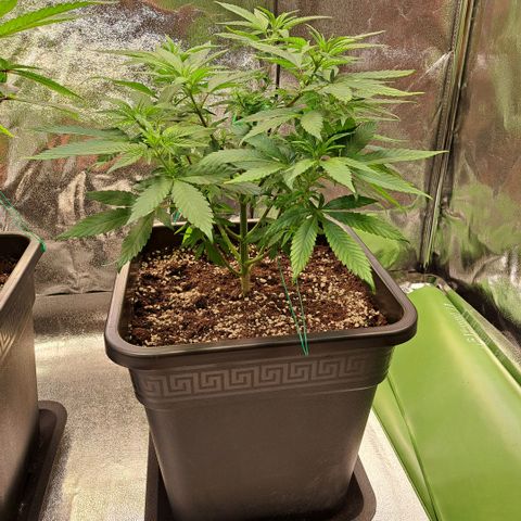 Jack Herer growlog timeline photo