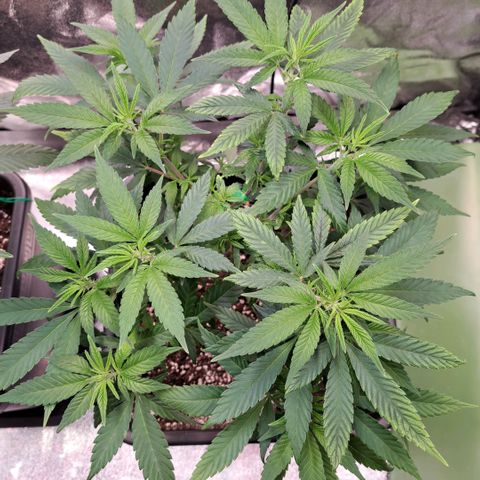 Jack Herer growlog timeline photo