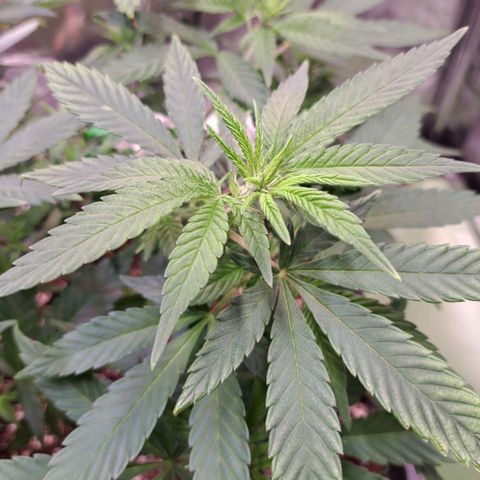 Jack Herer growlog timeline photo