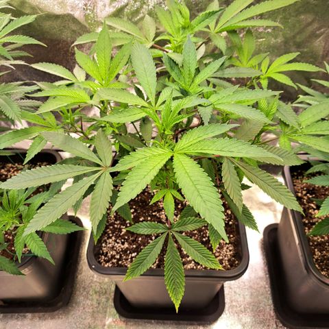 Gelato Kush growlog timeline photo