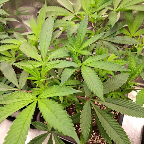 Gelato Kush growlog timeline photo
