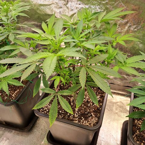 Gelato Kush growlog timeline photo