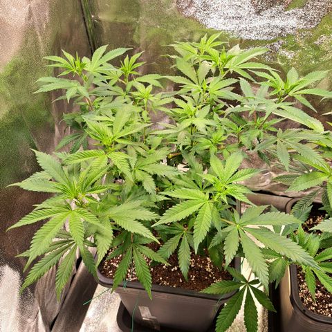 Bruce Banner growlog timeline photo