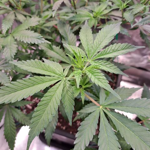 Bruce Banner growlog timeline photo