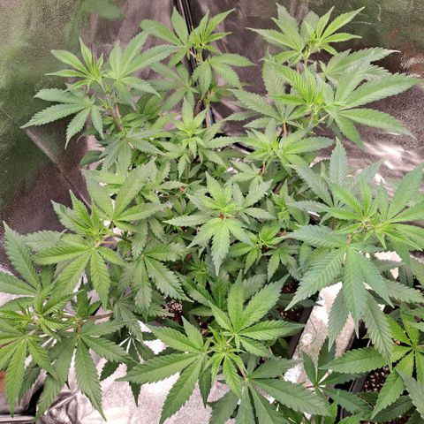 Bruce Banner growlog timeline photo