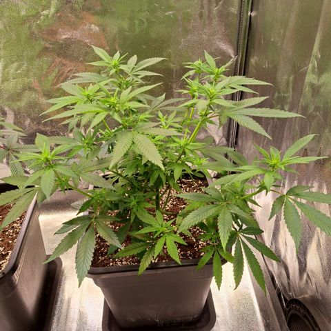 Jack Herer growlog timeline photo
