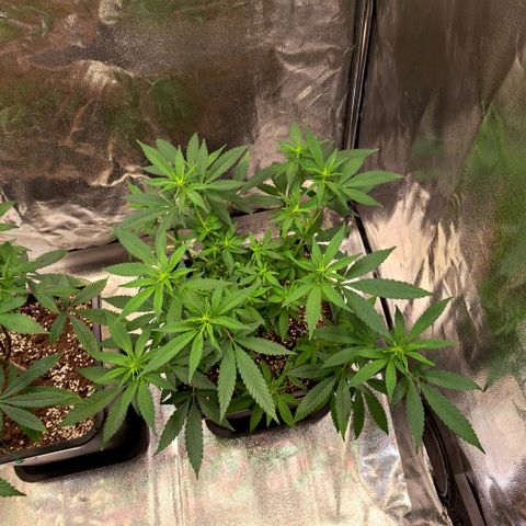 Jack Herer growlog timeline photo