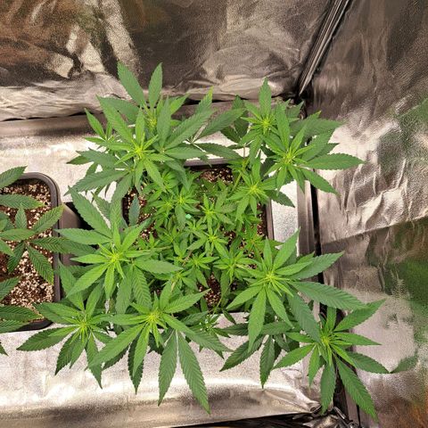 Jack Herer growlog timeline photo