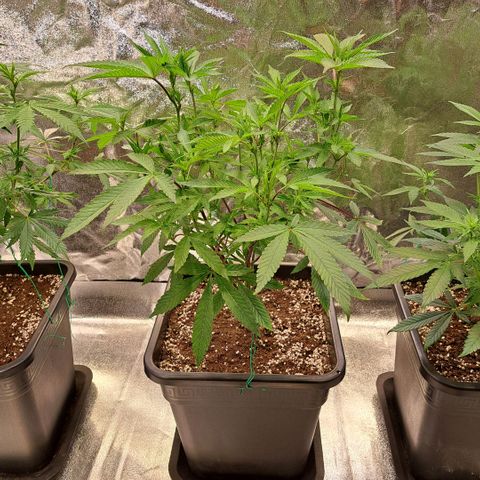 Gelato Kush growlog timeline photo