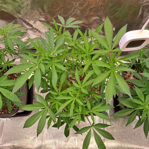 Gelato Kush growlog timeline photo