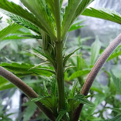 Gelato Kush growlog timeline photo