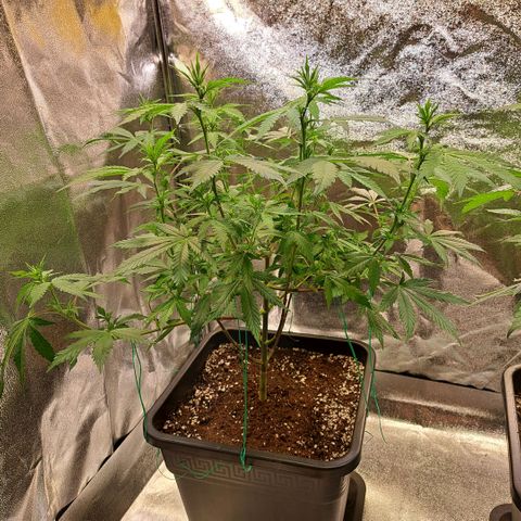 Bruce Banner growlog timeline photo