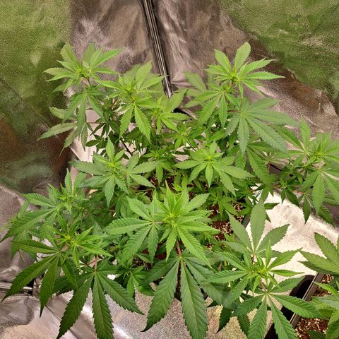 Bruce Banner growlog timeline photo
