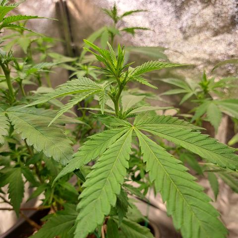 Bruce Banner growlog timeline photo
