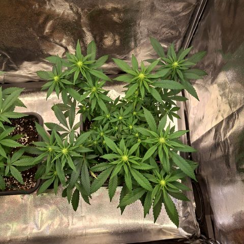 Jack Herer growlog timeline photo