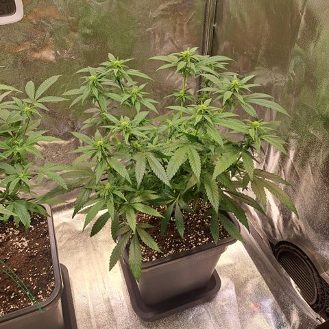 Jack Herer growlog timeline photo