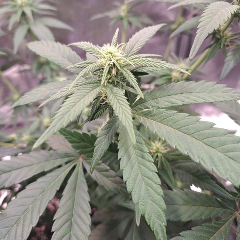Jack Herer growlog timeline photo