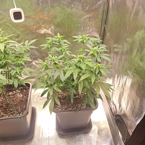 Jack Herer growlog timeline photo