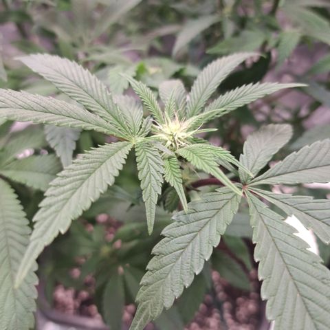 Gelato Kush growlog timeline photo