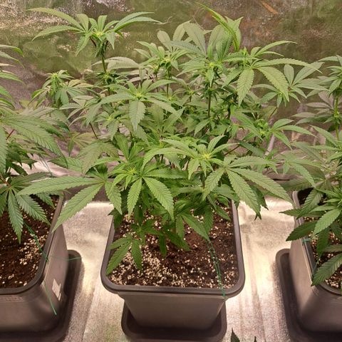 Gelato Kush growlog timeline photo