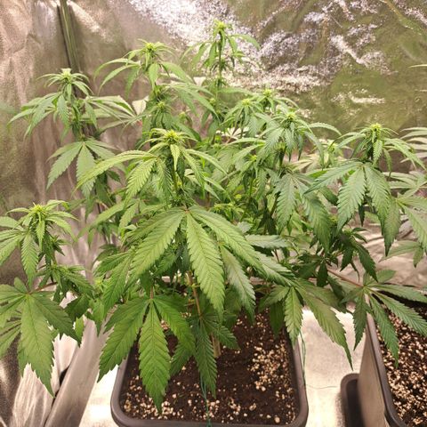 Bruce Banner growlog timeline photo
