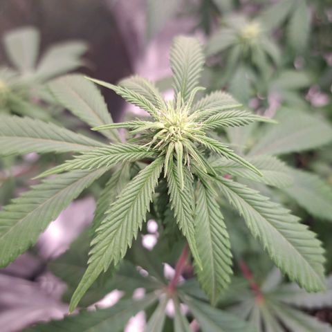 Bruce Banner growlog timeline photo