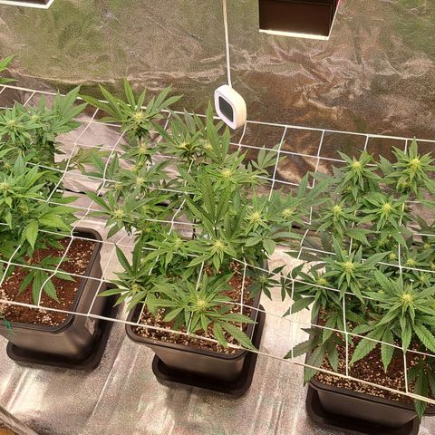 Bruce Banner growlog timeline photo