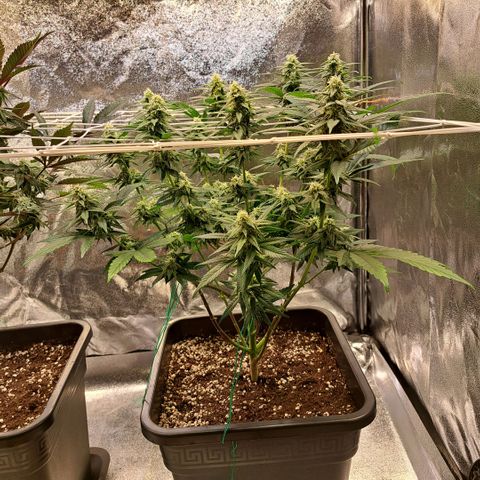 Jack Herer growlog timeline photo