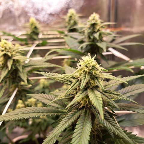 Jack Herer growlog timeline photo