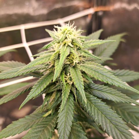 Jack Herer growlog timeline photo